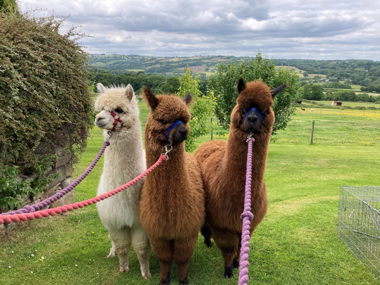 Alpacas on farm in Barlow, Chesterfield, Derbyshire