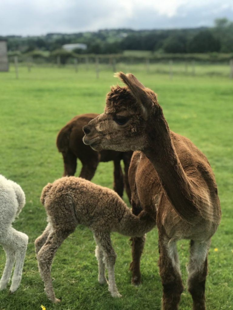 Alpacas in field near the Peak District National Park