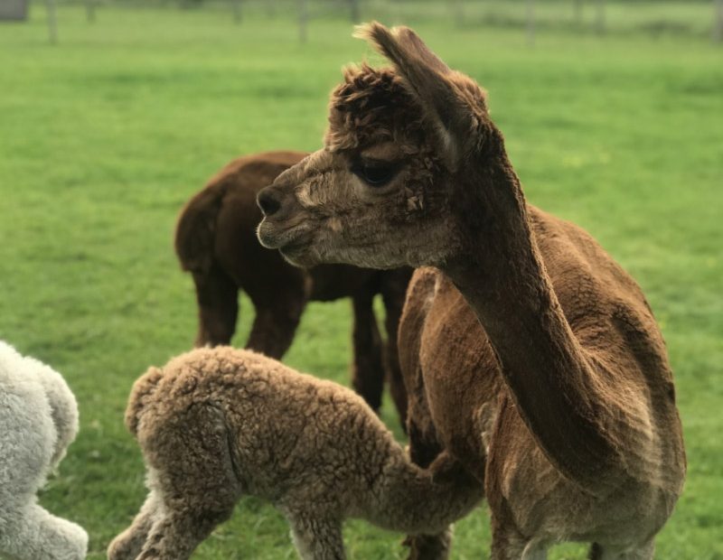 Alpacas in field near the Peak District National Park