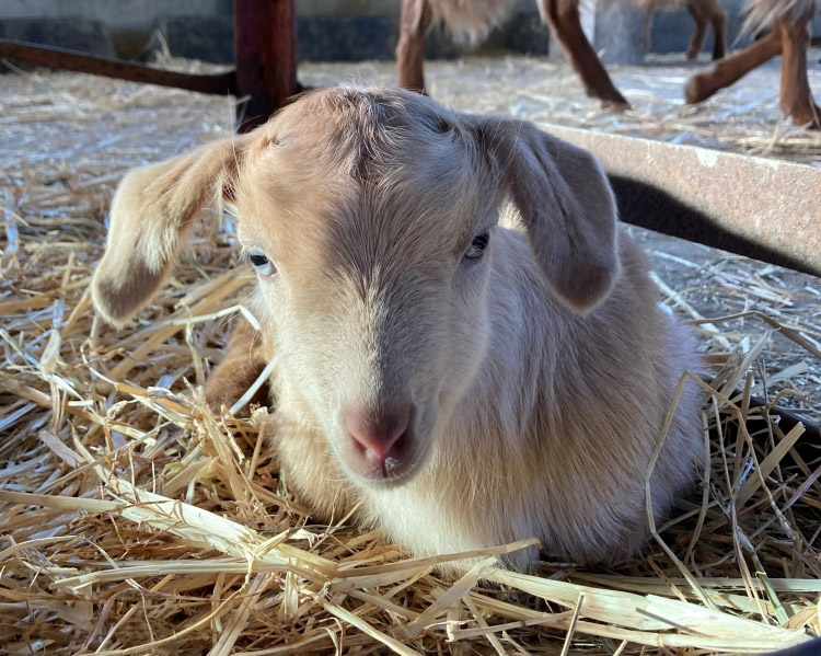 Goat kids arrive!